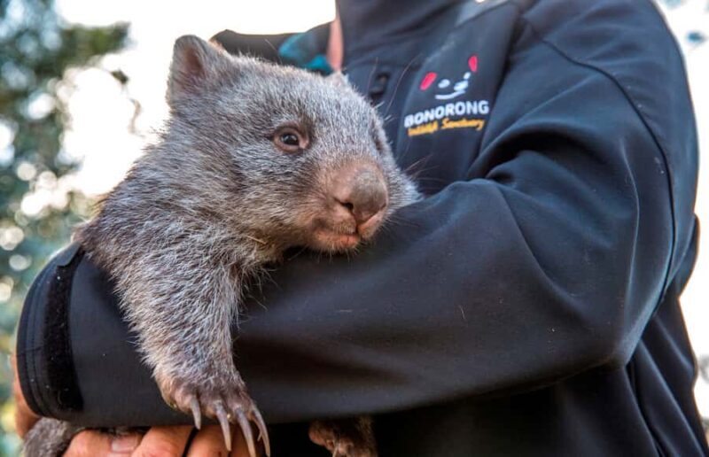 Hobart Highlights Day Tour - The Experience in Practice: What Travelers Say