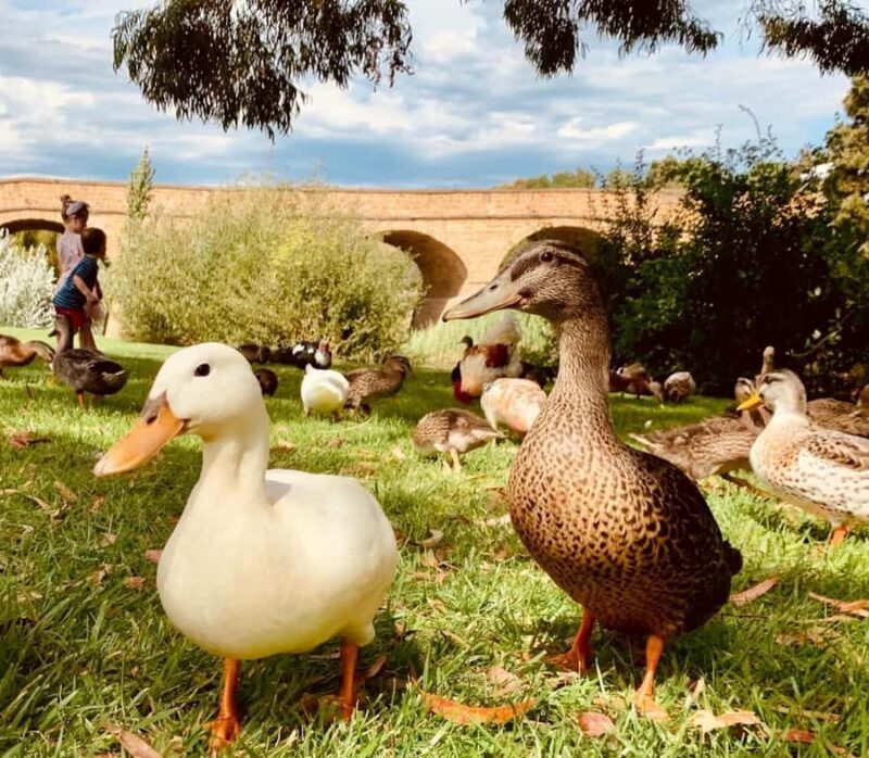 Hobart Highlights Day Tour - FAQ