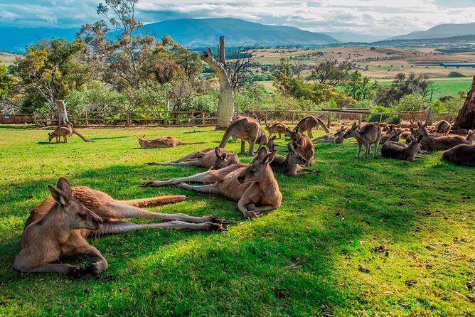 Hobart Highlights Day Tour - A Closer Look at the Itinerary