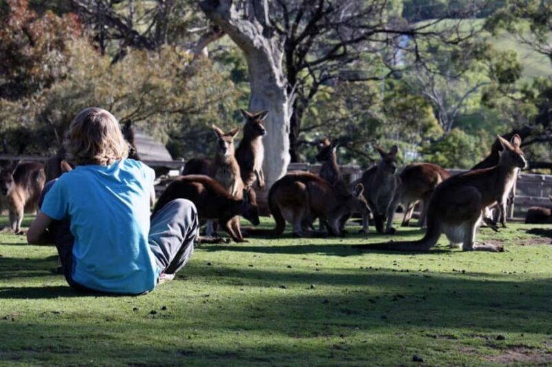 Hobart: Hobart, Richmond, & Bonorong Wildlife Sanctuary Tour - The Mt Wellington Experience