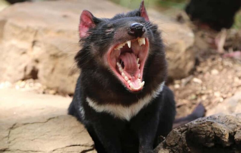 Hobart: Hobart, Richmond, & Bonorong Wildlife Sanctuary Tour - Practical Details and Logistics