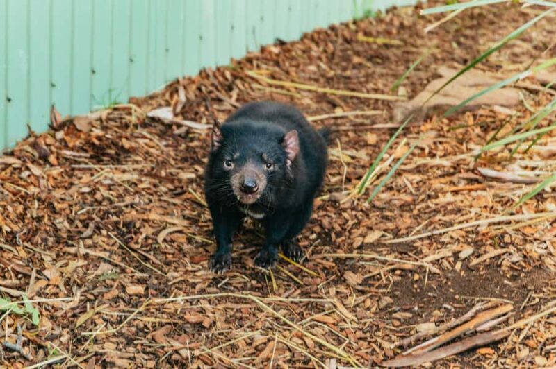 Hobart: Mt Wellington, Mt Field, Bonorong and Richmond Trip - Who Is This Tour Best For?