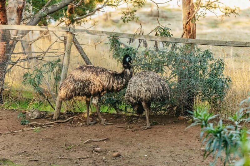 Hobart: Mt Wellington, Mt Field, Bonorong and Richmond Trip - Final Thoughts: Is This Tour Right for You?