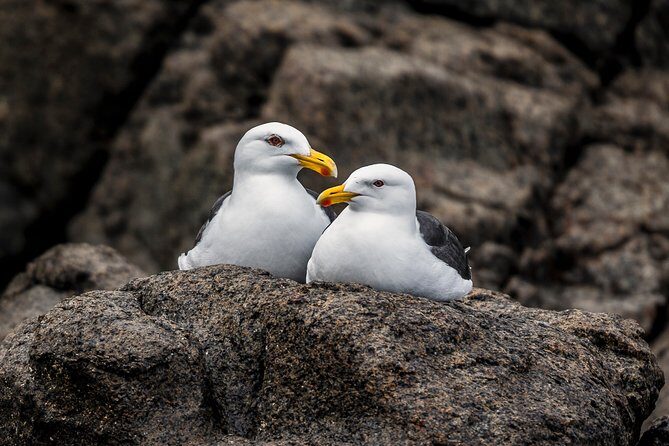 Hobart Sightseeing Cruise including Iron Pot Lighthouse - Summary: Who Is This Tour Best For?