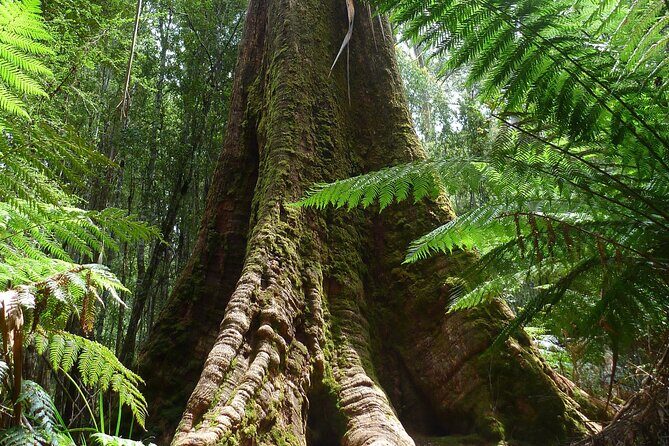 Hobart: Waterfalls, Wilderness & Wildlife - Active Day Tour - Frequently Asked Questions