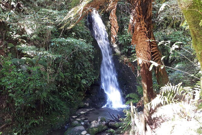 Hobbiton Transport & Tauranga Highlights Excursion from Tauranga - Who Is This Tour Best For?