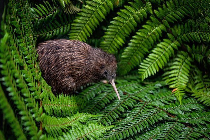 Hobbiton, Waitomo Caves and Kiwi House Day Tour From Auckland - Starting from Auckland