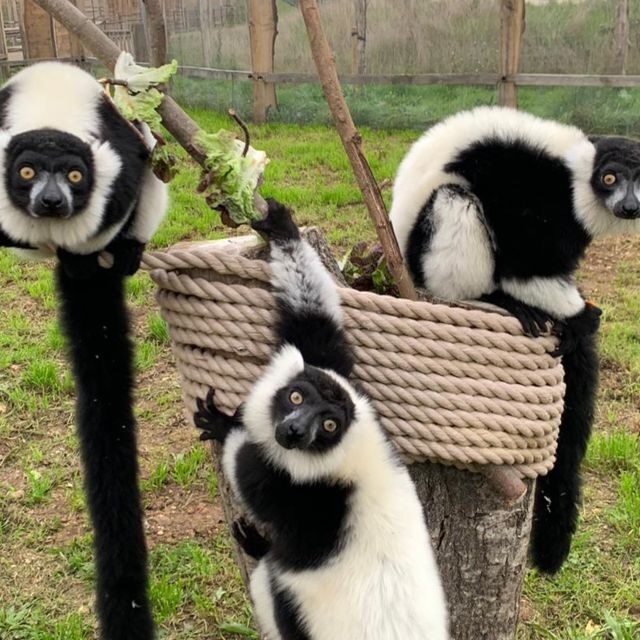 Hobbledown Heath One-Day Entry Ticket - Key Points