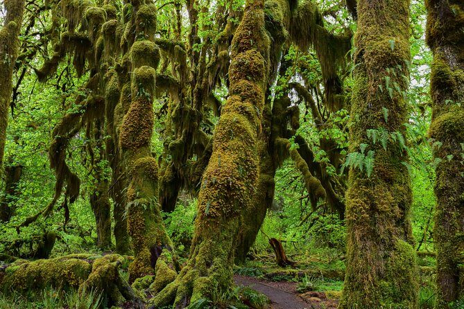 Hoh Rain Forest and Rialto Beach Guided Tour in Olympic National Park - How Does It Value Out?