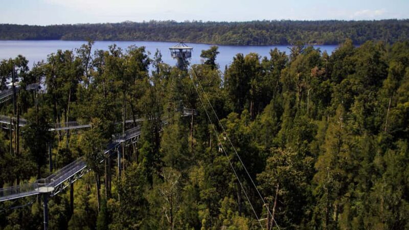 Hokitika: West Coast Tree Top Tower Zip Line and Walk - Real Traveler Insights