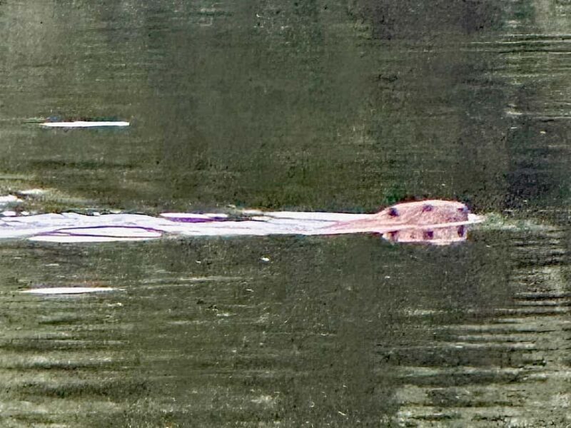 Hokksund: Beaver Safari on Stand-Up Paddleboard - What to Expect from the Beaver Safari