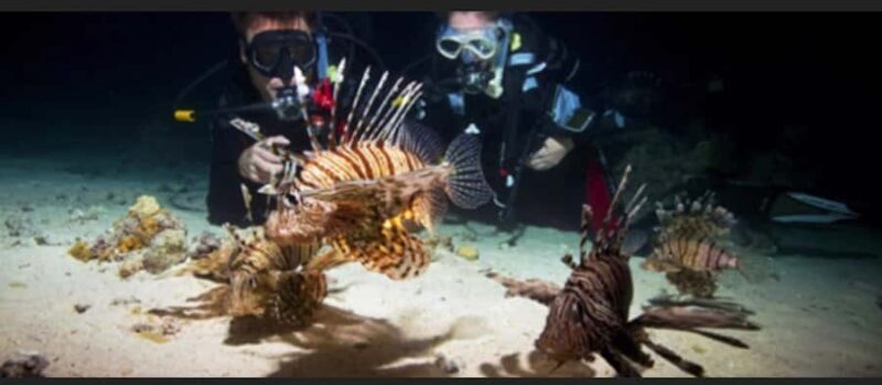 Hol Chan Marine Park night dive - The Experience of Night Diving at Hol Chan