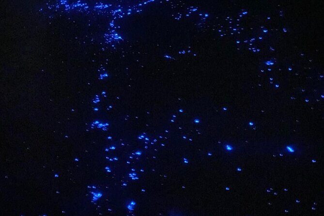 Holbox Guided Bioluminescence Tour with pick up - The Value and Considerations