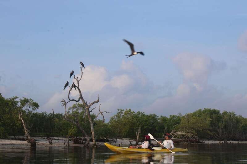 Holbox: Guided Sunrise/Sunset Kayak Tour by Mangrove Reserve - Frequently Asked Questions