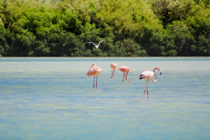 Holbox Island Tour in Mexico with Lunch - Frequently Asked Questions