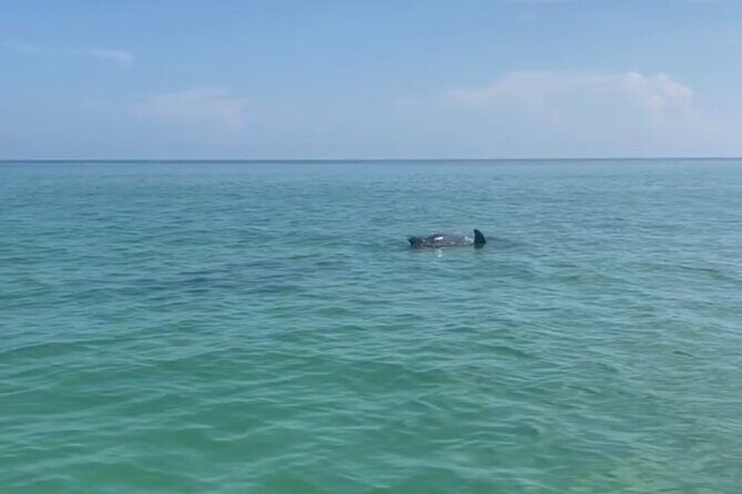 Holbox: Islas Pajaros, Yalahau & Isla de la Pasión with pick up - An In-Depth Look at the Tour Experience
