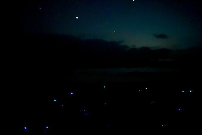 Holbox Kayak Bioluminescence Experience - Who Would Love This Tour?