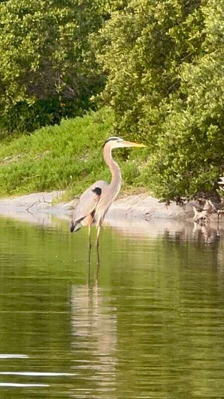 Holbox: Mangrove Sunset Kayak Tour - Value for Money