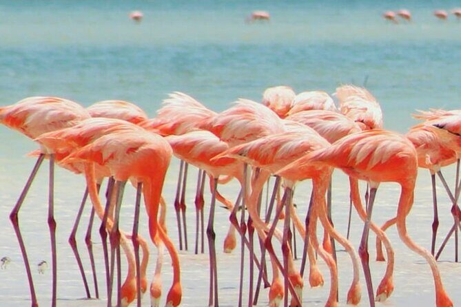 Holbox plus Island Magic by boat Tour from Cancun - Who Should Consider This Tour?