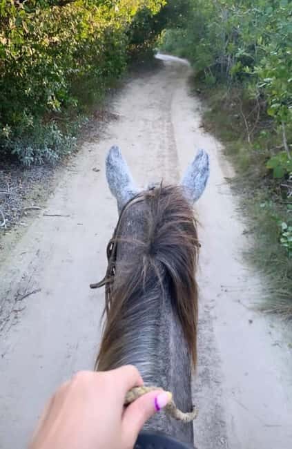 Holbox: Private Horseback Riding - The Horses and the Care they Receive