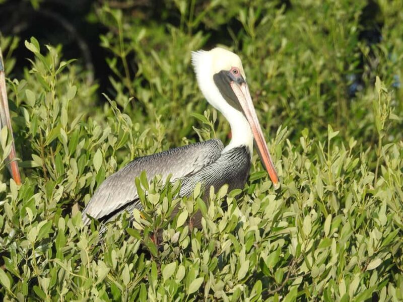 Holbox: Sunrise Kayak Tour through the Mangroves - FAQ