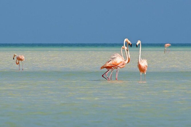 Holbox The Living Dream by boat from Playa del Carmen - FAQs about the Holbox The Living Dream Tour