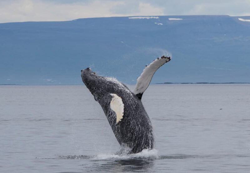 Hólmavík: Whale Watching Tour - The Experience: What You’ll Likely Encounter