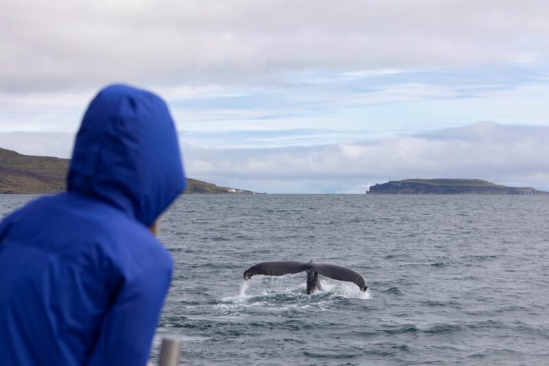 Hólmavík: Whale Watching Tour - Final Thoughts
