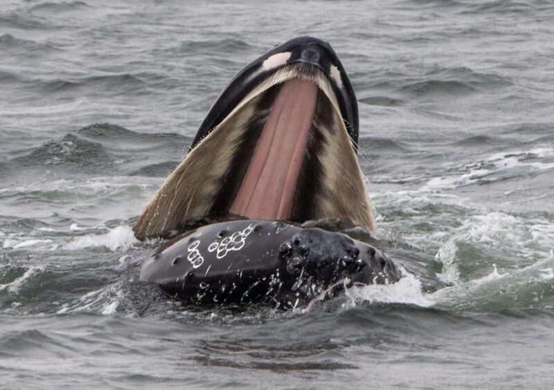 Hólmavík: Whale Watching Tour - FAQ