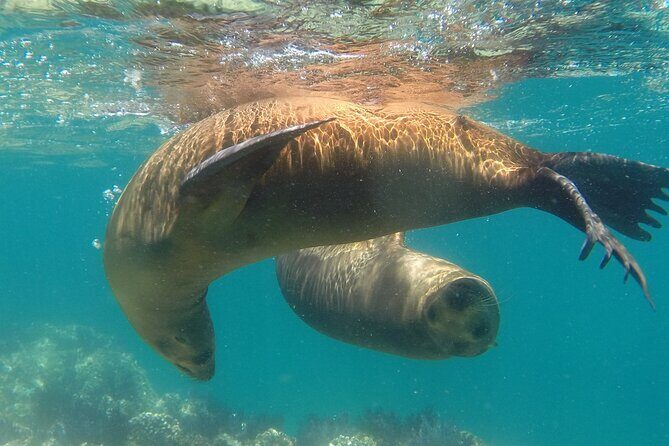 Holy Spirit Island Tour Sea Lions Snorkeling and Beach - An In-Depth Look at the Isla Espiritu Santo Tour
