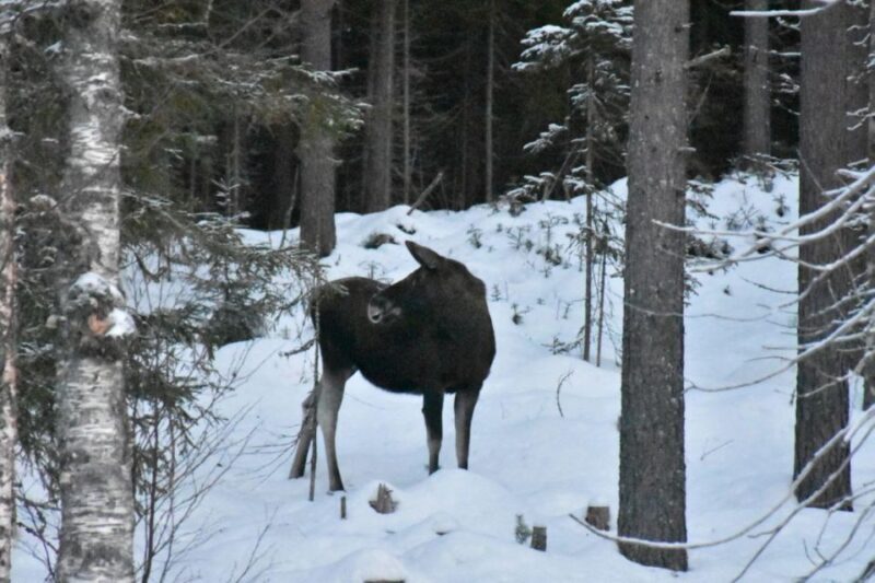 Hønefoss: 2-Day Moose Safari in Oslo's Wilderness - Key Points