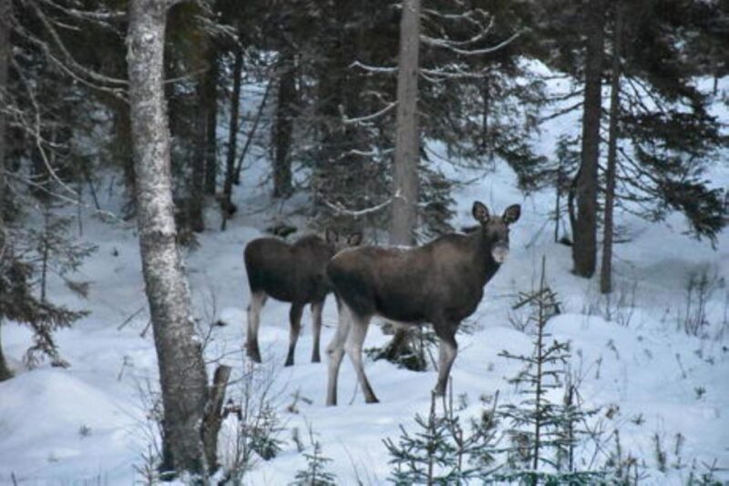 Hønefoss: 2-Day Moose Safari in Oslo's Wilderness - An Introduction to the Moose Safari Experience