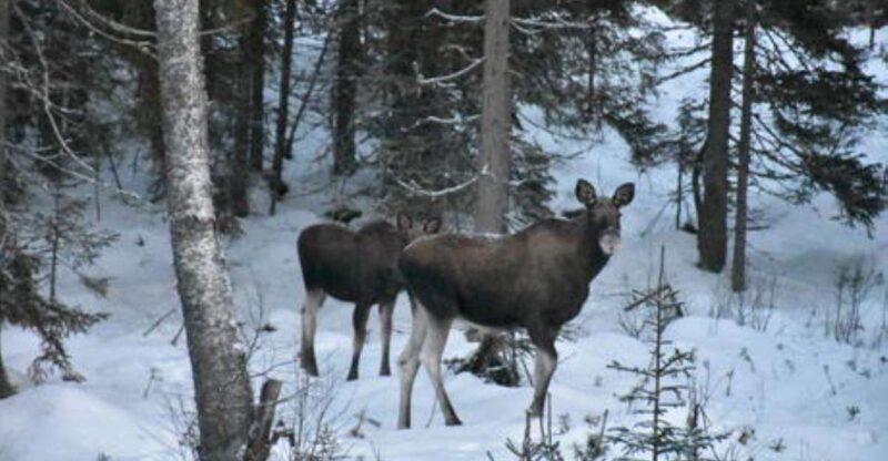 Hønefoss: 2-Day Moose Safari in Oslo's Wilderness - Authentic Reviews and Insights
