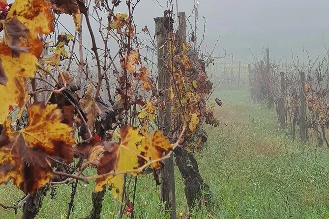 Honest Wines- Wine tasting at Cantina Biagiotti - What to Expect from the Tour at Cantina Biagiotti