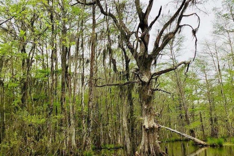 Honey Island Swamp and Bayou Boat Tour with Transportation - FAQ
