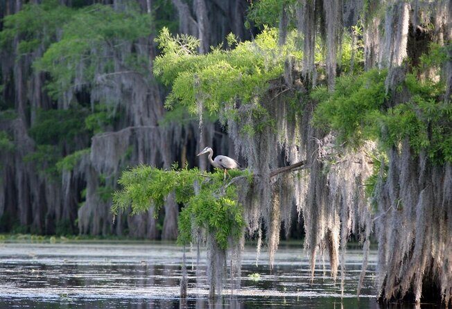 Honey Island Swamp Boat Tour - Honey Island Swamp Boat Tour: An Authentic Louisiana Wetlands Experience