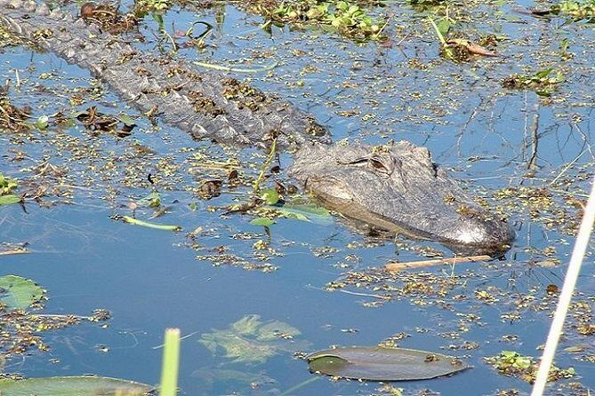 Honey Island Swamp Boat Tour - Key Points