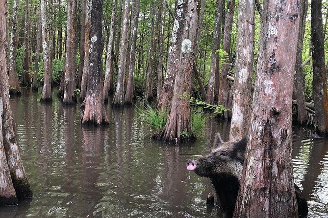Honey Island Swamp Boat Tour with Transportation from New Orleans - FAQ: Your Questions About Honey Island Swamp Tour Answered