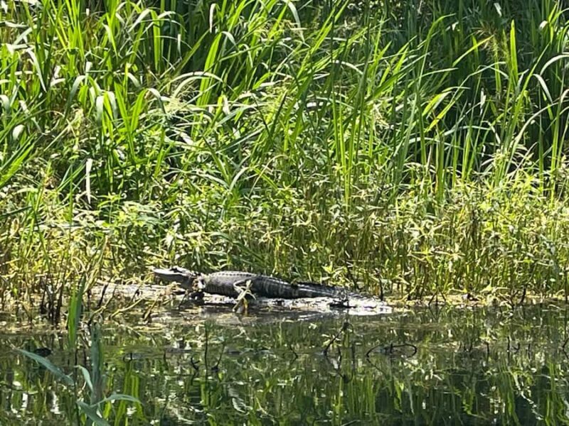 Honey Island Swamp Kayak Tour - The Sum Up