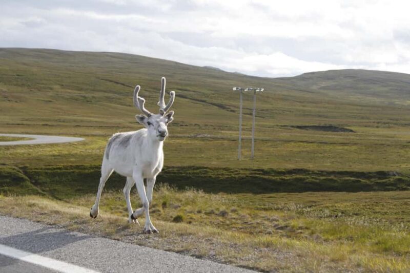 Honningsvåg: North Cape Bus Adventure - Is It Worth the Price?