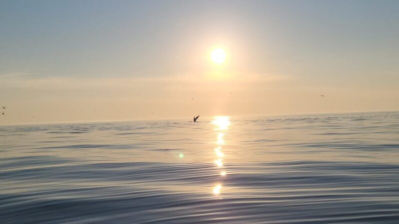 Honningsvåg: North Cape King Crab & Arctic Wildlife Safari - A Close Look at the Arctic Adventure