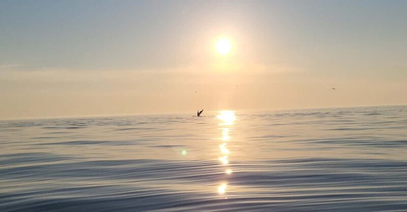 Honningsvåg: North Cape King Crab & Arctic Wildlife Safari - Final Thoughts