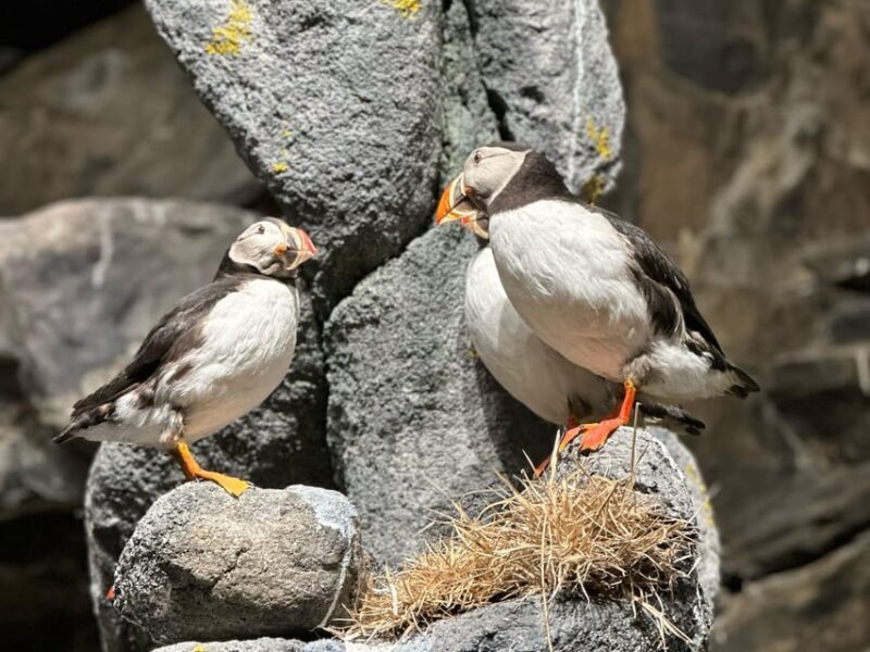 Honningsvåg: North Cape Summer Tour with Sami Family Visit - The Experience at North Cape Hall