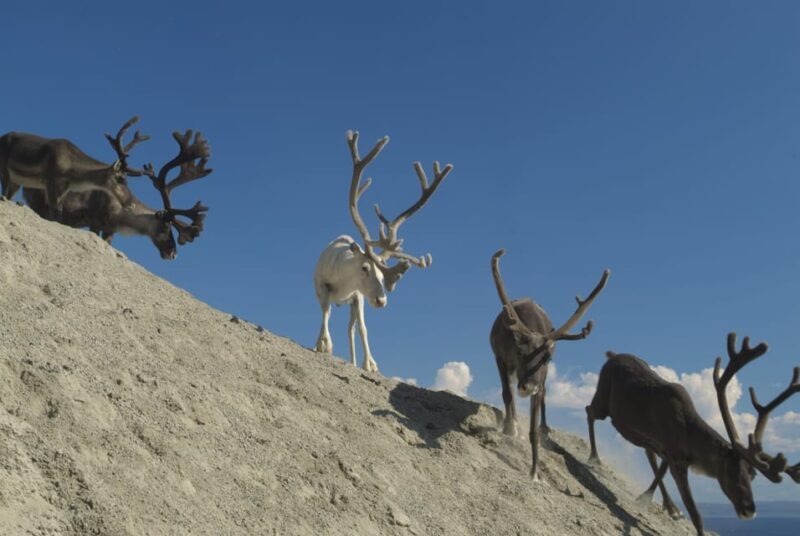 Honningsvåg: North Cape Summer Tour with Sami Family Visit - The Practicalities: Price, Duration, and Logistics