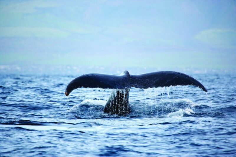 Honokohau: Kona Whale Watching Catamaran Cruise - FAQ