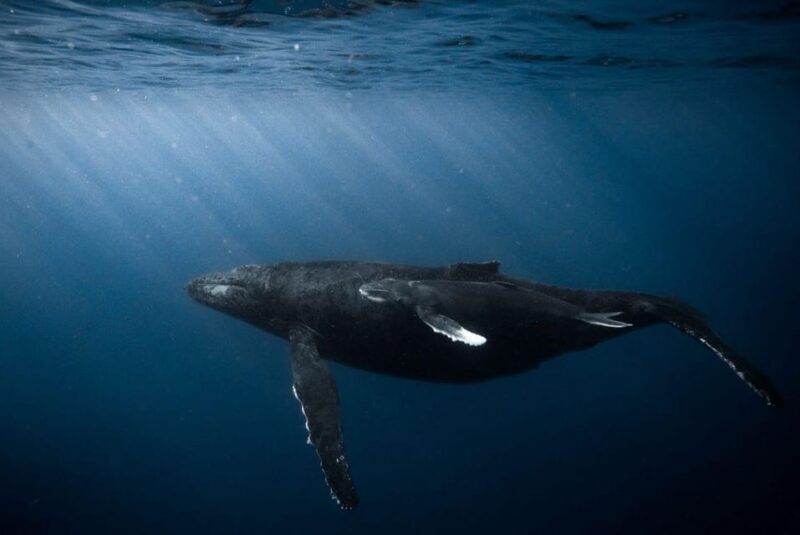 Honolulu: Discover Scuba Diving Experience - A Closer Look at the Experience