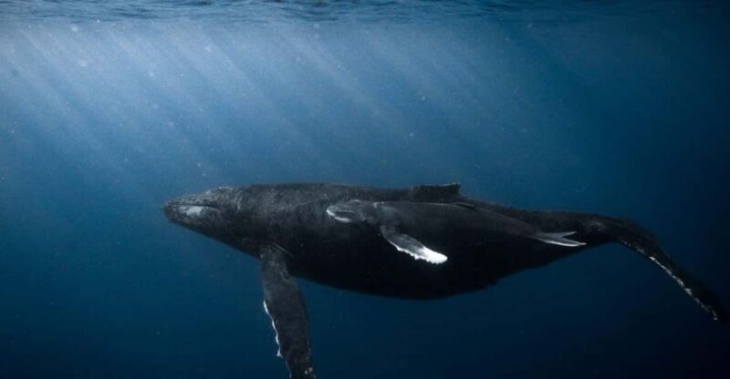 Honolulu: Discover Scuba Diving Experience - The Group and Personal Experience