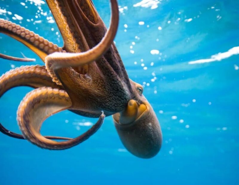 Honolulu: Discover Scuba Diving Experience - FAQs