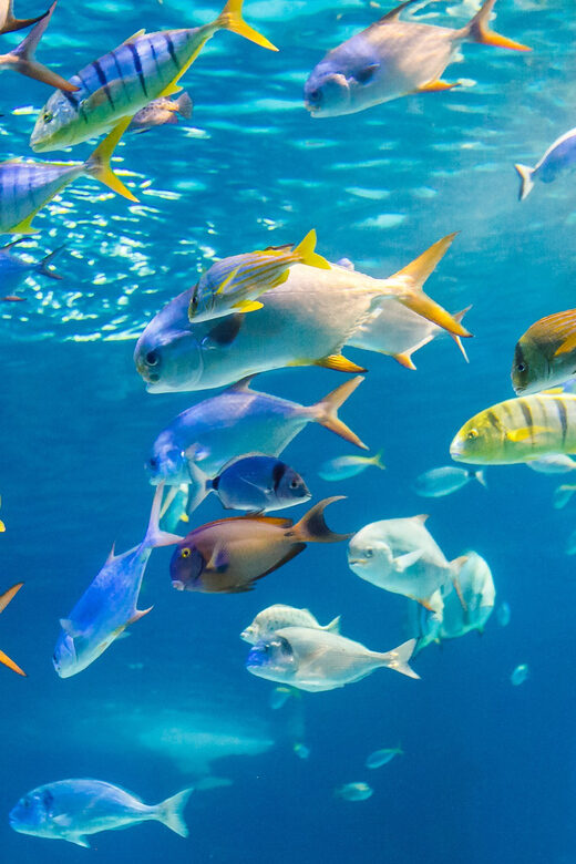 Honolulu: Glass Bottom Boat Tour along Oahu's South Shore - Key Points