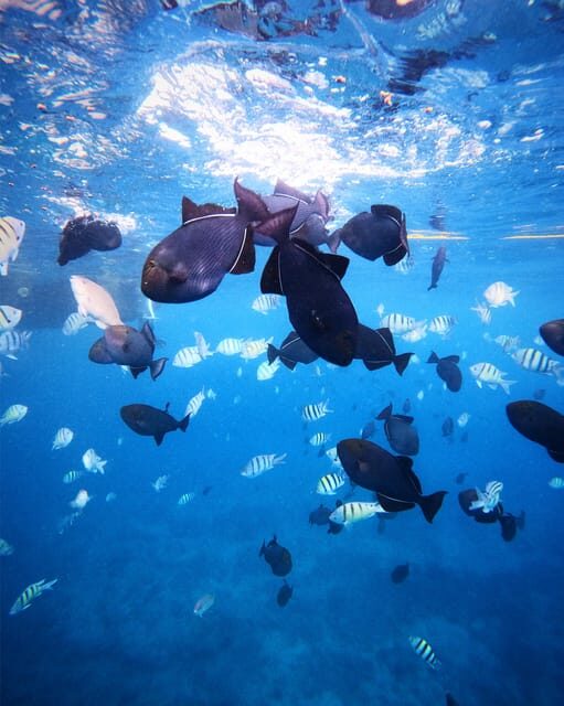 Honolulu: Private Waikiki Boat Cruises for up to 6 People - Key Points